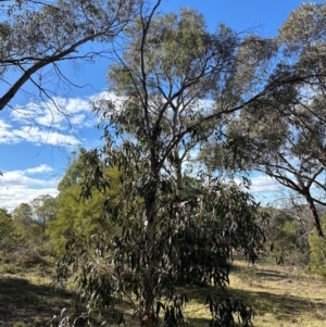 Eucalyptus pauciflora at Cook, ACT - 2 Jun 2024 12:13 PM