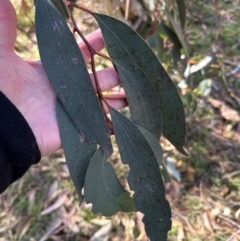 Eucalyptus pauciflora at Cook, ACT - 2 Jun 2024