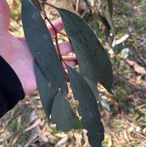 Eucalyptus pauciflora at Cook, ACT - 2 Jun 2024 12:13 PM