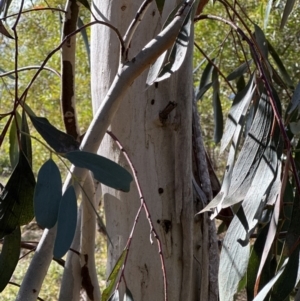 Eucalyptus pauciflora at Cook, ACT - 2 Jun 2024 12:13 PM