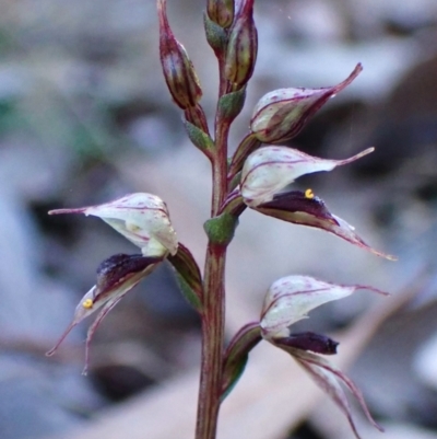 Acianthus collinus (Inland Mosquito Orchid) at Aranda Bushland - 23 May 2024 by CathB