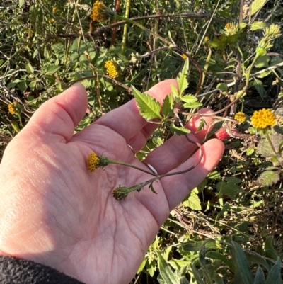 Bidens pilosa (Cobbler's Pegs, Farmer's Friend) at Cook, ACT - 2 Jun 2024 by lbradley