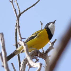 Pachycephala pectoralis at Cantor Crescent Woodland, Higgins - 1 Jun 2024