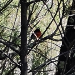 Petroica boodang (Scarlet Robin) at Block 402 - 2 Jun 2024 by Mike