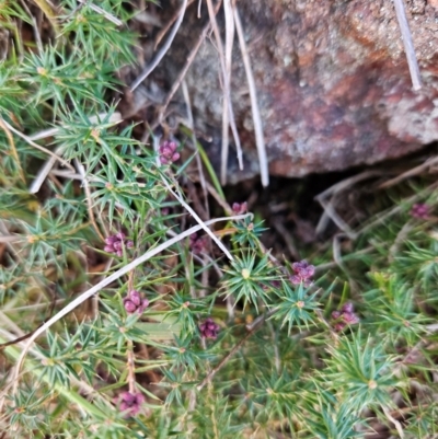 Acrotriche serrulata (Ground-berry) at Ginninderry Conservation Corridor - 2 Jun 2024 by BethanyDunne