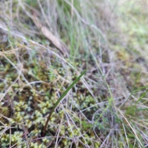 Thelymitra sp. at Ginninderry Conservation Corridor - 2 Jun 2024