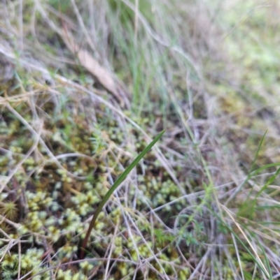 Thelymitra (Genus) (Sun Orchid) at Ginninderry Conservation Corridor - 2 Jun 2024 by BethanyDunne