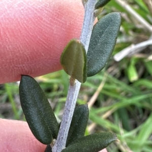 Olea europaea subsp. cuspidata at Cook, ACT - 2 Jun 2024 01:04 PM