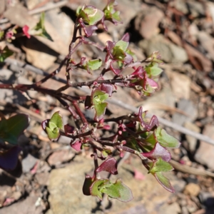 Einadia hastata at Kowen Escarpment - 22 Jul 2023