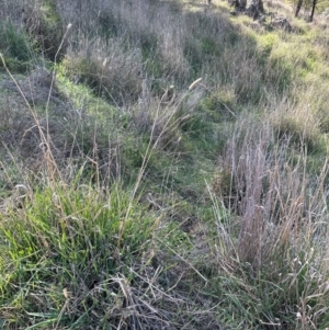 Phalaris aquatica at Cook, ACT - 2 Jun 2024 01:13 PM