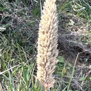 Phalaris aquatica at Cook, ACT - 2 Jun 2024 01:13 PM