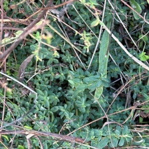 Hypericum perforatum at Cook, ACT - 2 Jun 2024 01:16 PM