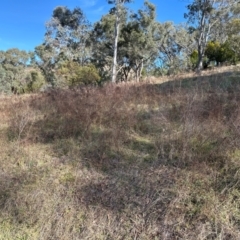 Hypericum perforatum at Cook, ACT - 2 Jun 2024 01:16 PM