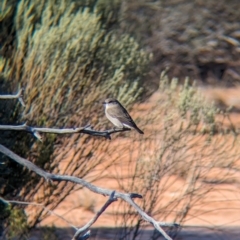 Microeca fascinans (Jacky Winter) at Gluepot, SA - 7 May 2024 by Darcy