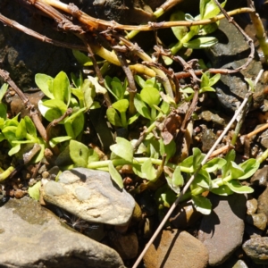 Gratiola peruviana at Kowen Escarpment - 22 Jul 2023