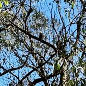 Dacelo novaeguineae at Aranda Bushland - 2 Jun 2024