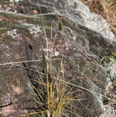 Enneapogon nigricans (Nine-awn Grass, Bottlewashers) at Ginninderry Conservation Corridor - 2 Jun 2024 by BethanyDunne