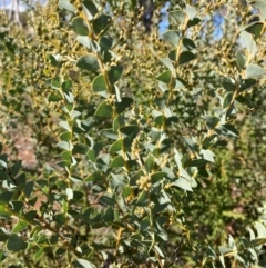 Acacia cultriformis (Knife Leaf Wattle) at Mount Ainslie - 2 Jun 2024 by SilkeSma