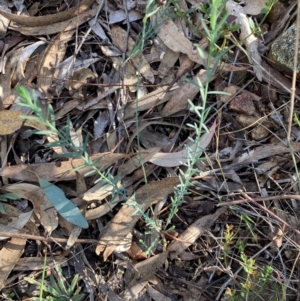 Linum marginale at Mount Ainslie - 2 Jun 2024