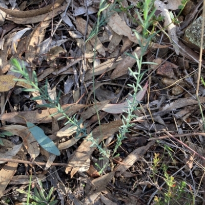 Linum marginale (Native Flax) at Mount Ainslie - 2 Jun 2024 by SilkeSma