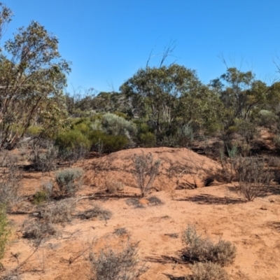 Leipoa ocellata (Malleefowl) at Gluepot, SA - 7 May 2024 by Darcy