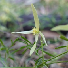 Clematis leptophylla (Small-leaf Clematis, Old Man's Beard) at Goulburn Mulwaree Council - 30 Jul 2023 by RobG1