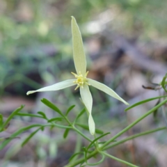 Clematis leptophylla at Bungonia National Park - 30 Jul 2023 10:51 AM