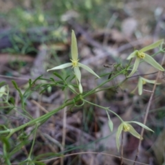 Clematis leptophylla at Bungonia National Park - 30 Jul 2023 10:51 AM