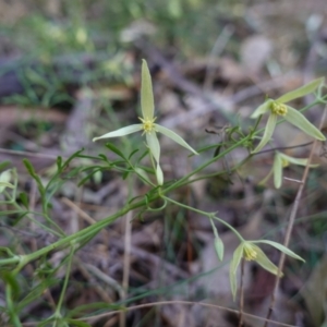 Clematis leptophylla at Bungonia National Park - 30 Jul 2023 10:51 AM