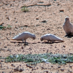 Cacatua sanguinea (Little Corella) at Ghan, NT - 9 May 2024 by Darcy