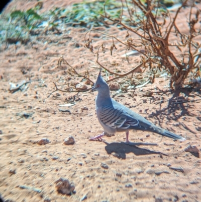 Ocyphaps lophotes (Crested Pigeon) at Ghan, NT - 9 May 2024 by Darcy