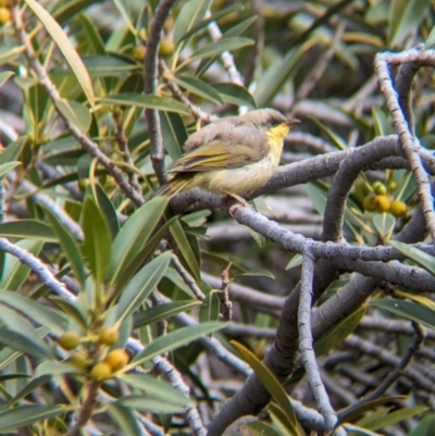 Ptilotula keartlandi (Grey-headed Honeyeater) at Petermann, NT - 9 May 2024 by Darcy