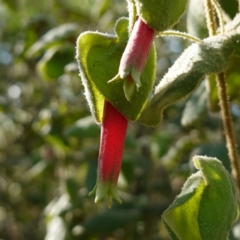 Correa reflexa var. reflexa (Common Correa, Native Fuchsia) at Bungonia National Park - 30 Jul 2023 by RobG1