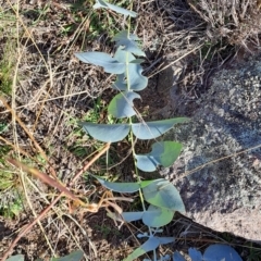 Eucalyptus cinerea subsp. cinerea at Mount Taylor - 2 Jun 2024 02:44 PM