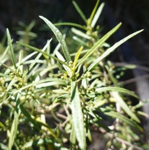 Olearia viscidula at Bungonia National Park - 30 Jul 2023 11:37 AM