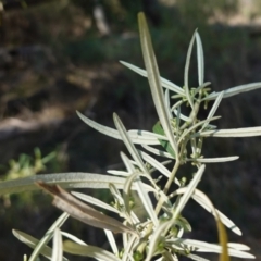 Olearia viscidula at Bungonia National Park - 30 Jul 2023 11:37 AM