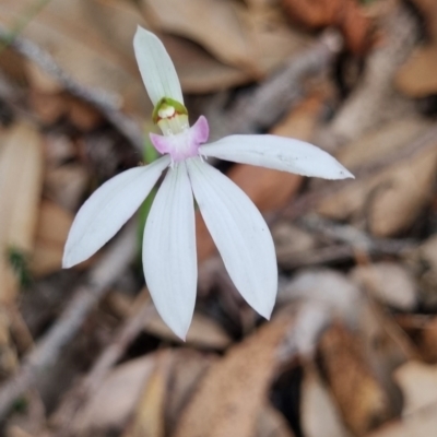 Caladenia picta (Painted Fingers) at Beecroft Peninsula, NSW - 1 Jun 2024 by DavidAllsop