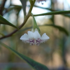 Myoporum montanum (Western Boobialla, Water Bush) at Bungonia, NSW - 30 Jul 2023 by RobG1