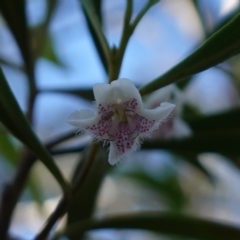 Myoporum montanum at Bungonia National Park - 30 Jul 2023 02:16 PM