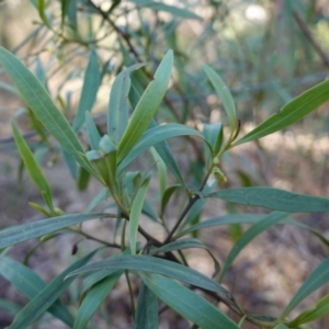 Myoporum montanum at Bungonia National Park - 30 Jul 2023 02:16 PM