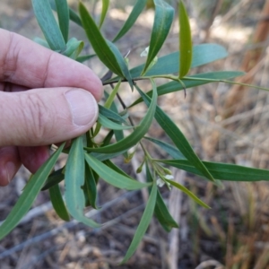 Myoporum montanum at Bungonia National Park - 30 Jul 2023 02:16 PM