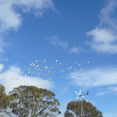 Cacatua galerita (Sulphur-crested Cockatoo) at WendyM's farm at Freshwater Ck. - 4 May 2024 by WendyEM