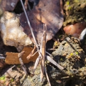 Keyacris scurra at QPRC LGA - suppressed