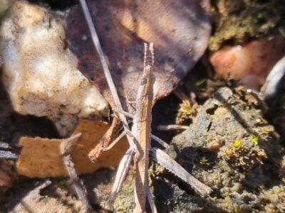 Keyacris scurra (Key's Matchstick Grasshopper) at QPRC LGA - 2 Jun 2024 by clarehoneydove