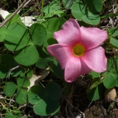 Oxalis purpurea (Large-flower Wood-sorrel) at WendyM's farm at Freshwater Ck. - 12 May 2024 by WendyEM