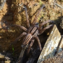 Miturga sp. (genus) (Unidentified False wolf spider) at WendyM's farm at Freshwater Ck. - 26 May 2024 by WendyEM