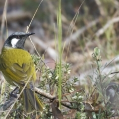 Nesoptilotis leucotis (White-eared Honeyeater) at Tidbinbilla Nature Reserve - 2 Jun 2024 by MichaelJF