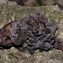 Unidentified Other fungi on wood at National Arboretum Forests - 2 Jun 2024 by TimL