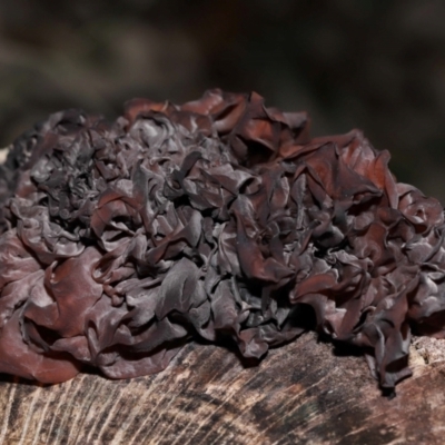 Unidentified Other fungi on wood at National Arboretum Forests - 2 Jun 2024 by TimL