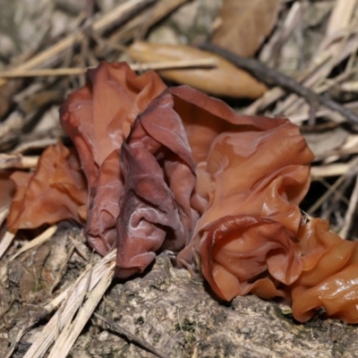 Gelatinous, on wood – genus uncertain at National Arboretum Forests - 2 Jun 2024 by TimL